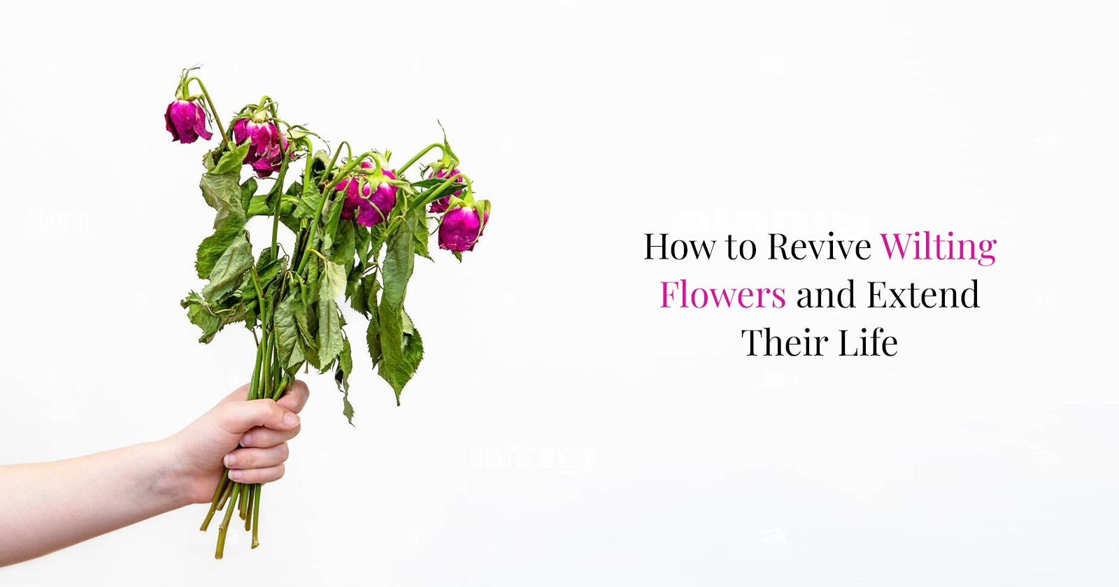 How to Revive Wilting Flowers & Extend Their Life | Thornlie