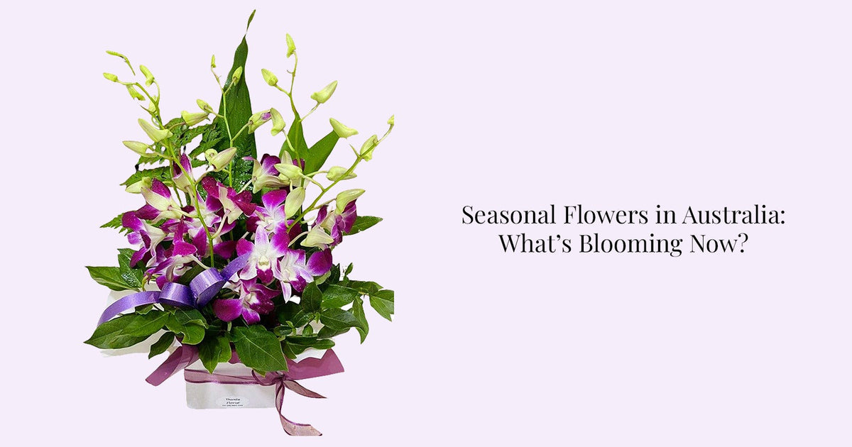 Seasonal Flowers in Australia: What’s Blooming Now