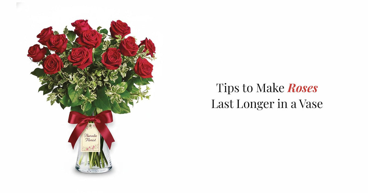 Red Roses 