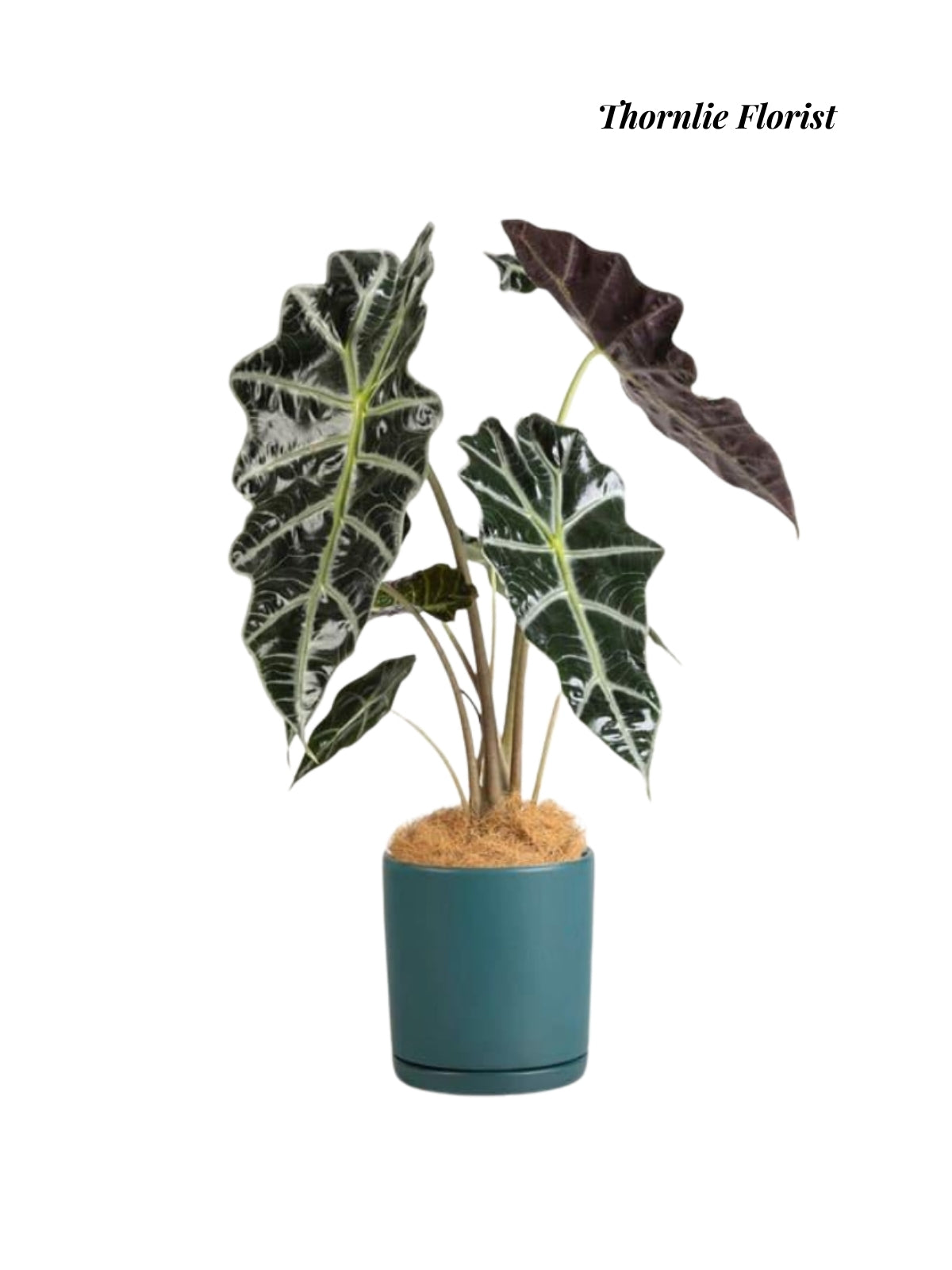 Green Serenity Plant