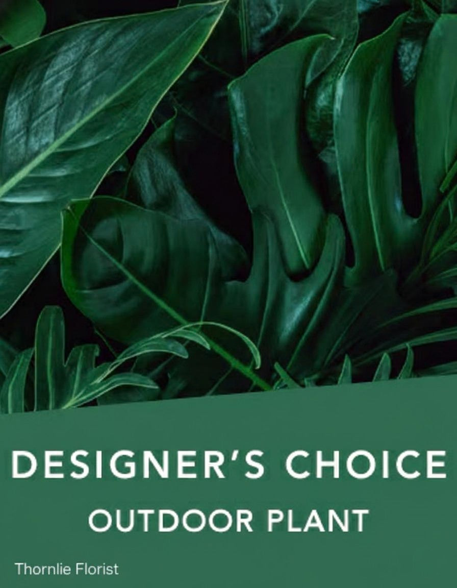 Premium Seasonal Outdoor Foliage – Designer’s Choice