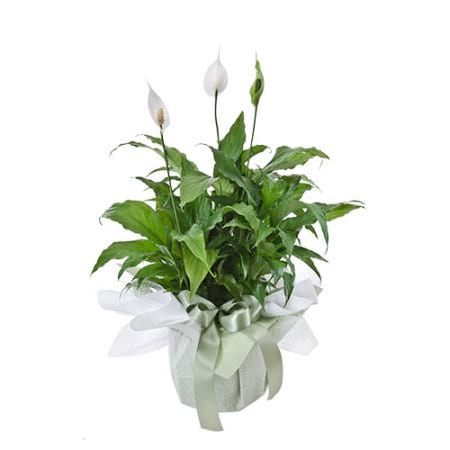 Madonna Bouquet peace lily plant in a decorative pot with a green ribbon from Thornlie Flourist